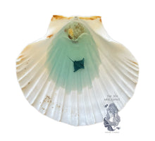 Load image into Gallery viewer, Hand Painted Scallop Shells