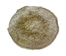 Load image into Gallery viewer, Whale Vertebrae Discs
