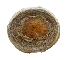 Load image into Gallery viewer, Whale Vertebrae Discs