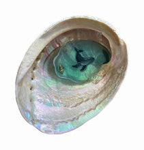 Load image into Gallery viewer, Hand painted Abalone Shells
