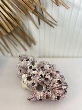 Load image into Gallery viewer, Real Barnacles - Small