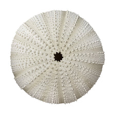 Load image into Gallery viewer, Ceramic Urchin Wall Hanging
