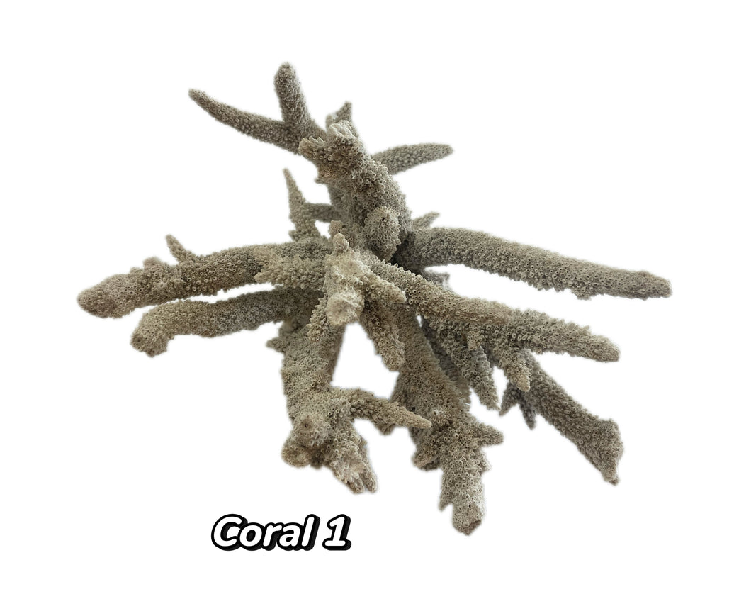 Real Staghorn Coral