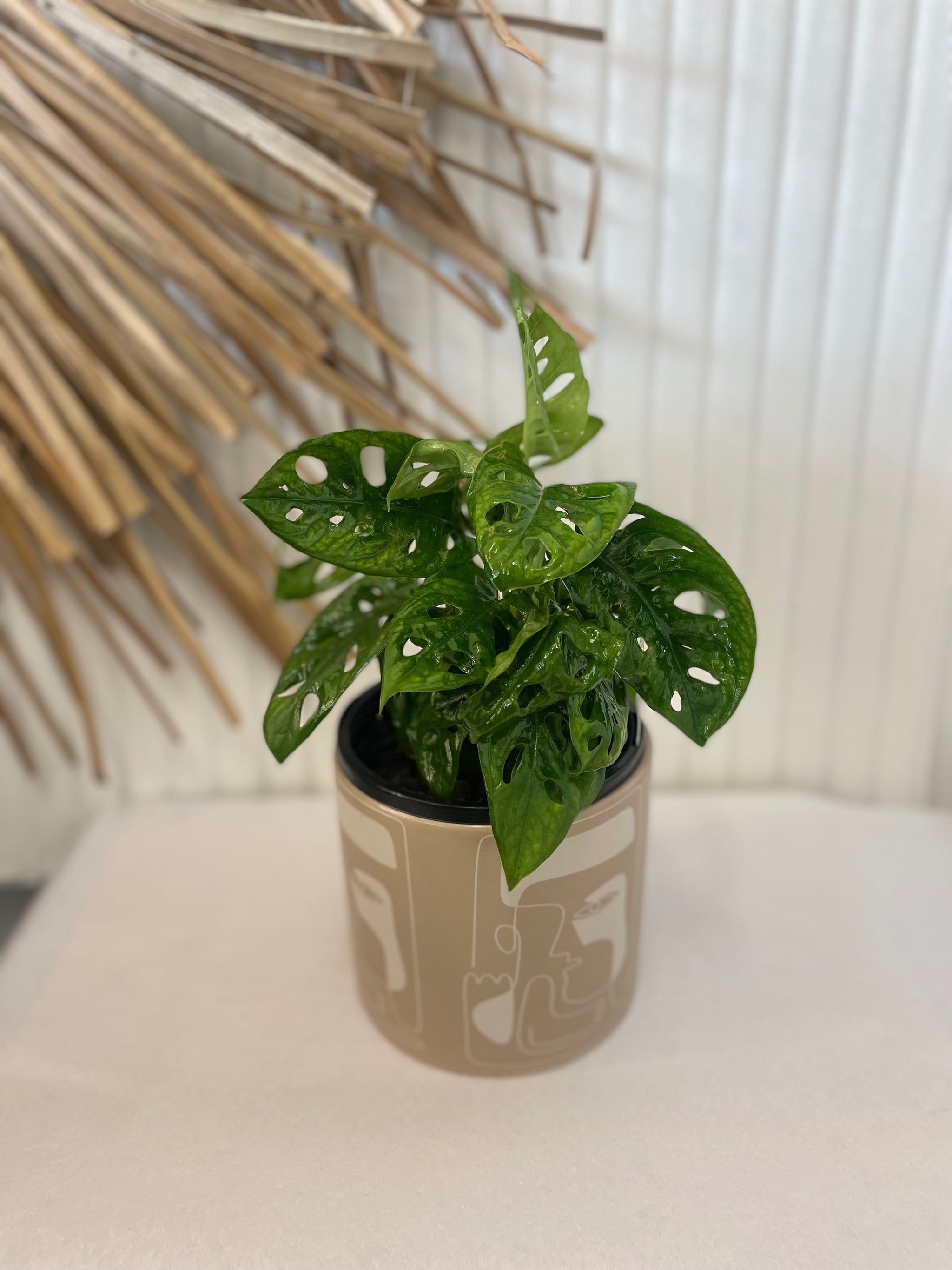 Monstera Monkey Mask – The Sea Merchant