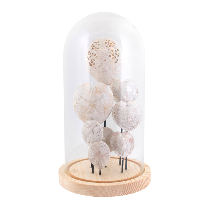 Shell Cloche – The Sea Merchant